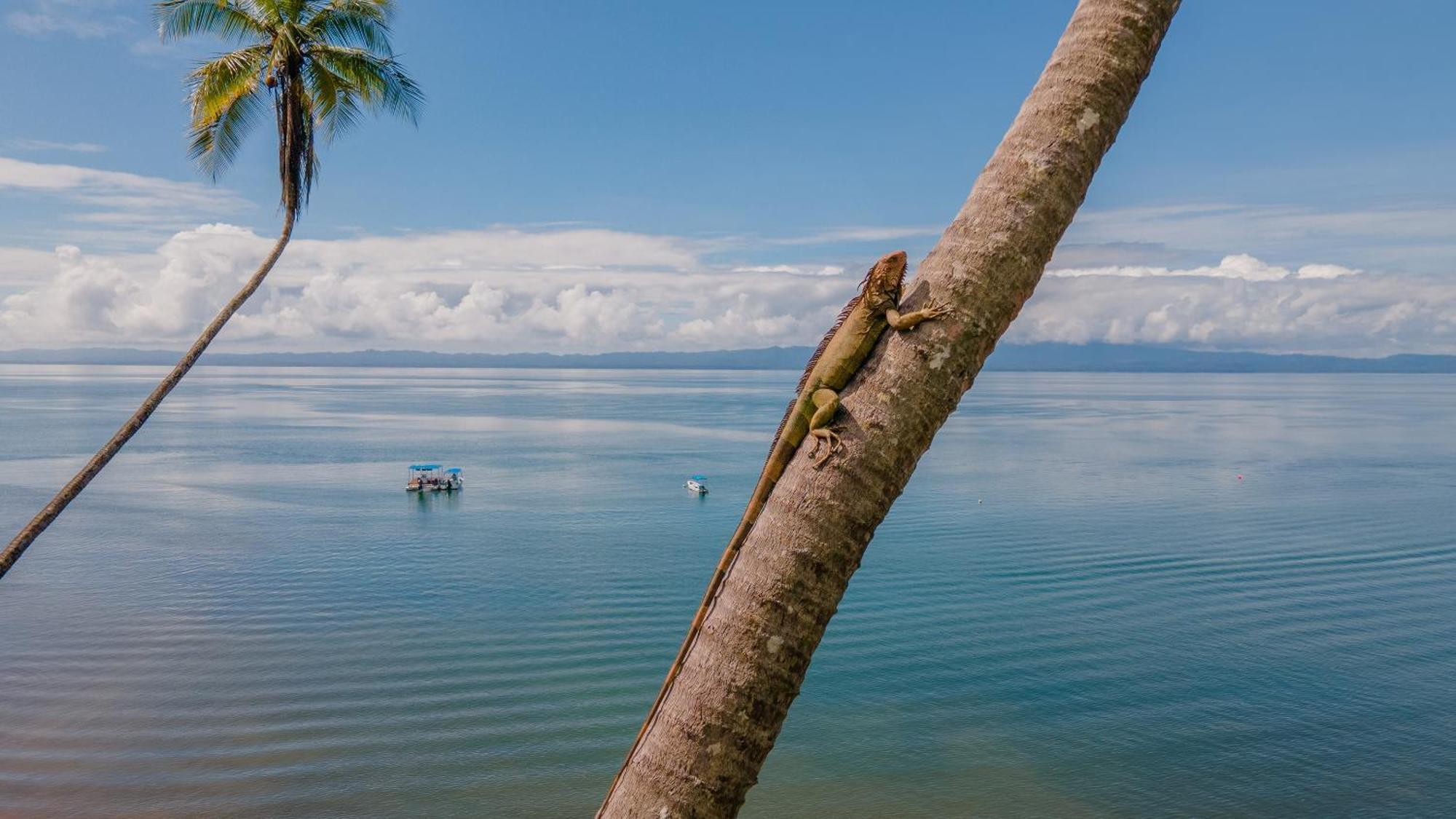 Playa Cativo Lodge Esquinas Екстер'єр фото